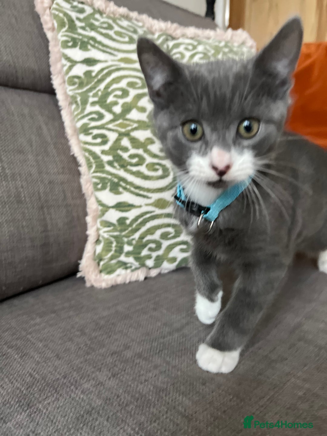 British Shorthair cats for sale: British Shorthair kittens  - Advert 5