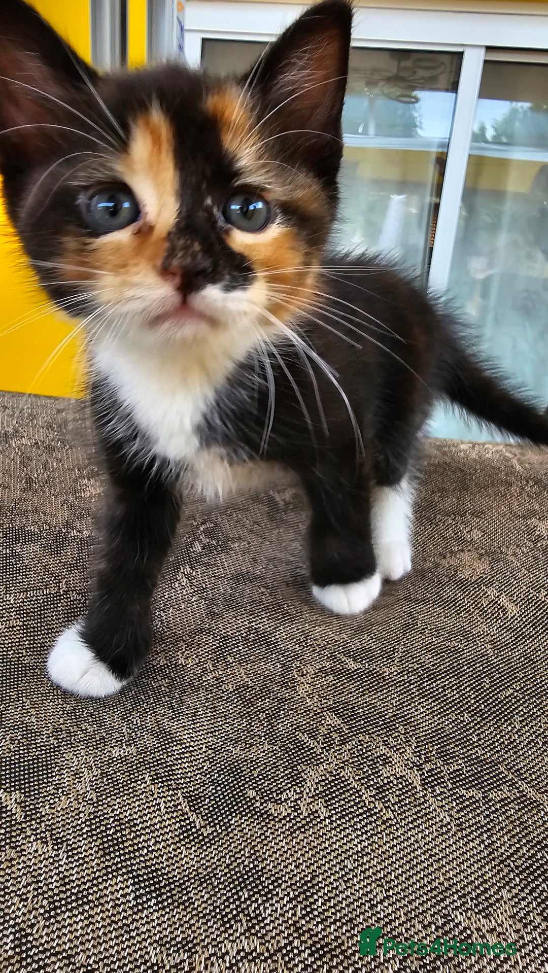 Mixed Breed cats for sale: Beautiful kittens for sale - Image 4