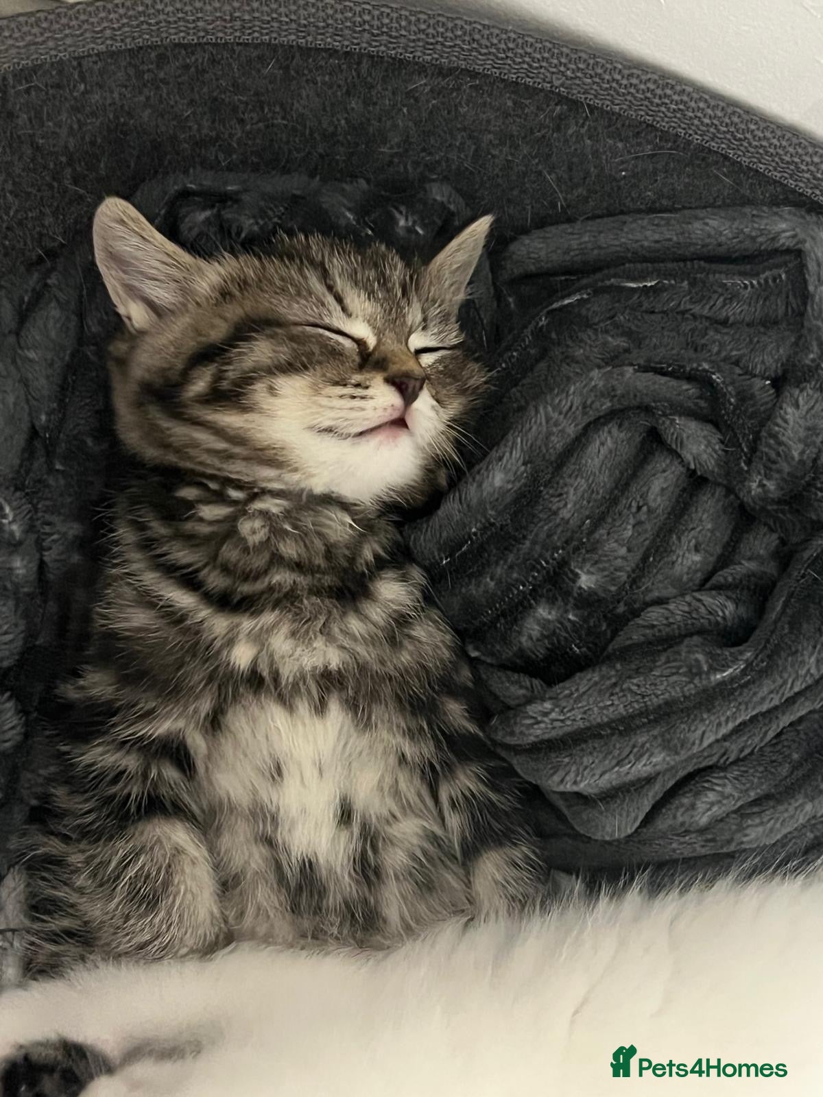 British Shorthair cats for sale: British short hair  - Advert 6