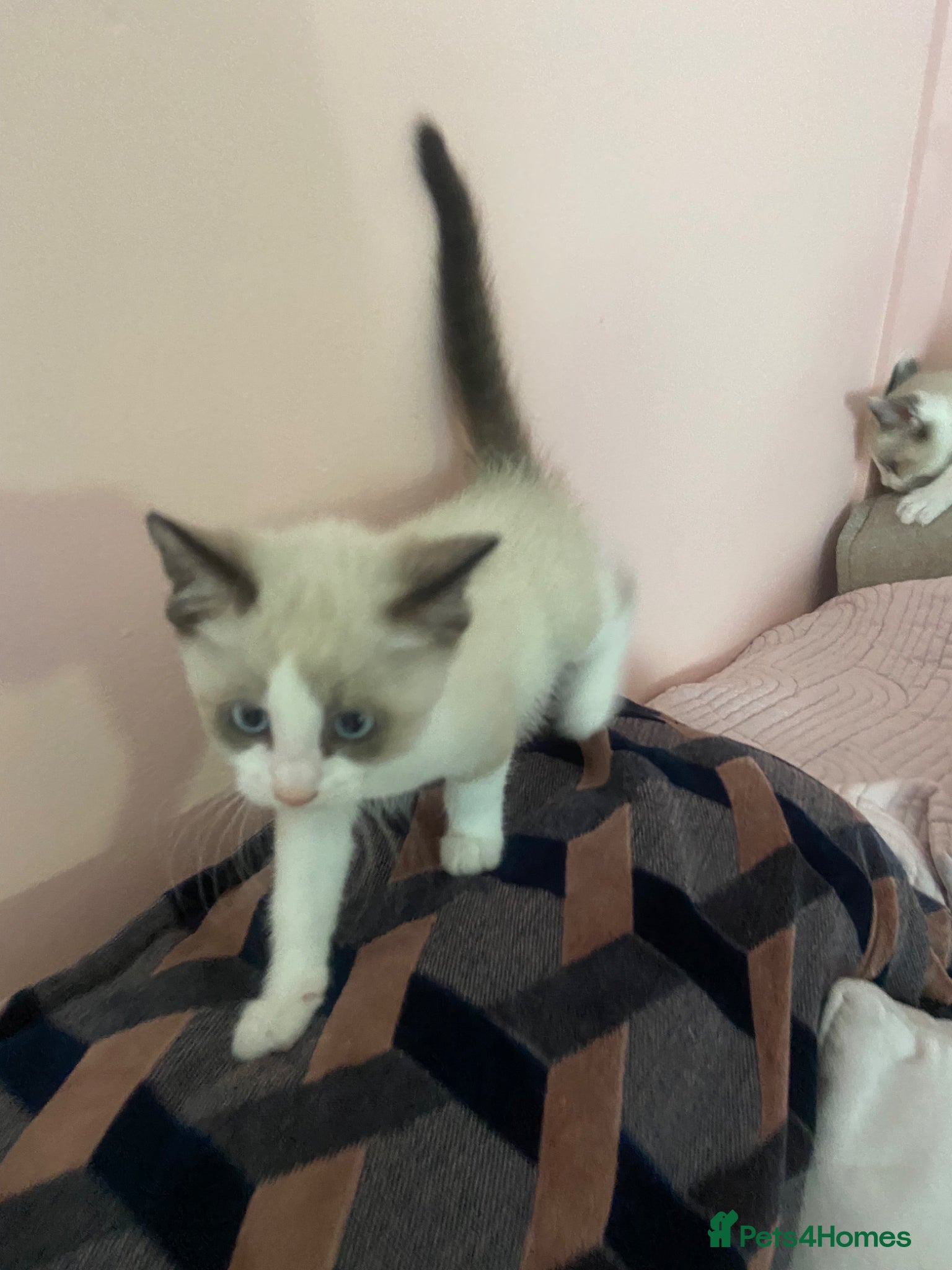 Ragdoll cats Beautiful ragdoll kittens last one girl - Advert 1