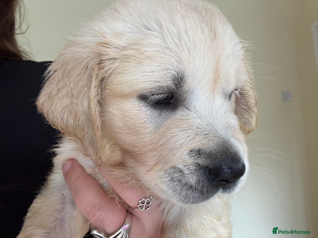 Golden Retriever dogs for sale: Two female Golden Retriever puppies left - Image 3