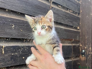 Mixed Breed cats - Advert 26