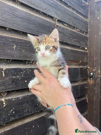 Mixed Breed cats - Advert 18