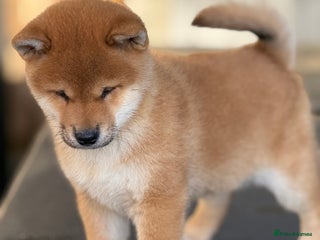 Japanese Shiba Inu dogs KC registered red Shiba Inu puppies clear DNA - Advert 2