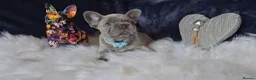 French Bulldog dogs for sale: 🐶💜 KC Registered French Bulldog Puppies - Advert 23