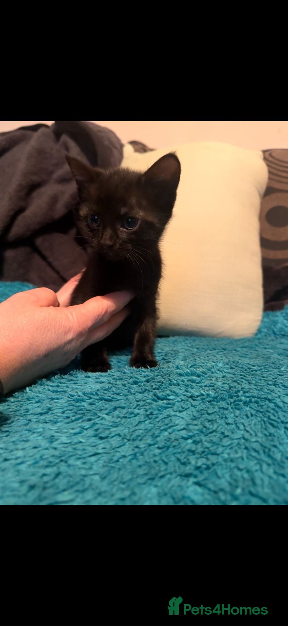 Mixed Breed cats 6 beautiful male kittens - Advert 23