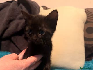 Mixed Breed cats 6 beautiful male kittens - Advert 7