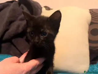 Mixed Breed cats 6 beautiful male kittens - Advert 17