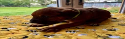Rhodesian Ridgeback dogs for sale: 5 Star Council Registered Breeder M022667 - Advert 10