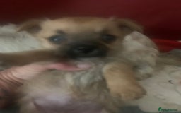 Mixed Breed dogs for sale: Bichon x Jack Russell READY NOW - Image 8