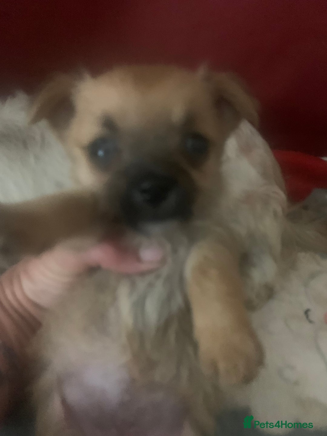 Mixed Breed dogs for sale: Bichon x Jack Russell READY NOW - Image 8
