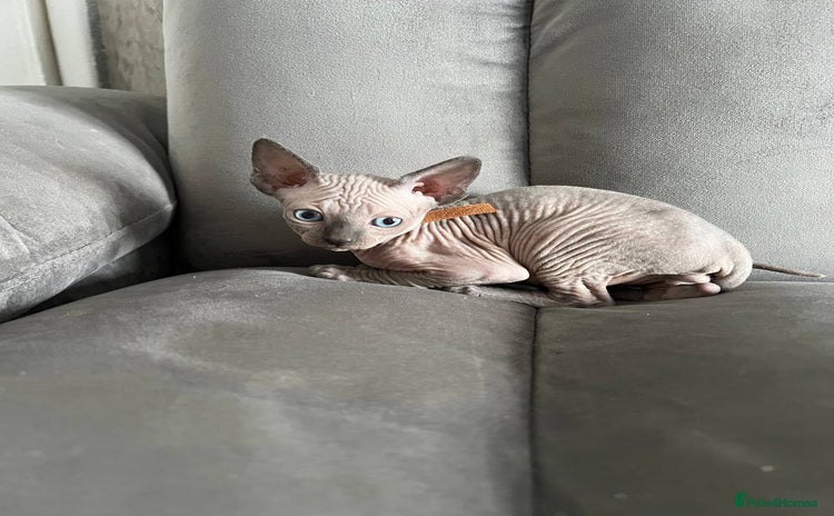 Sphynx cats - Advert 11