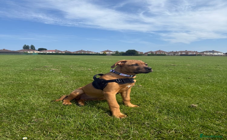 Mixed Breed dogs - Advert 9