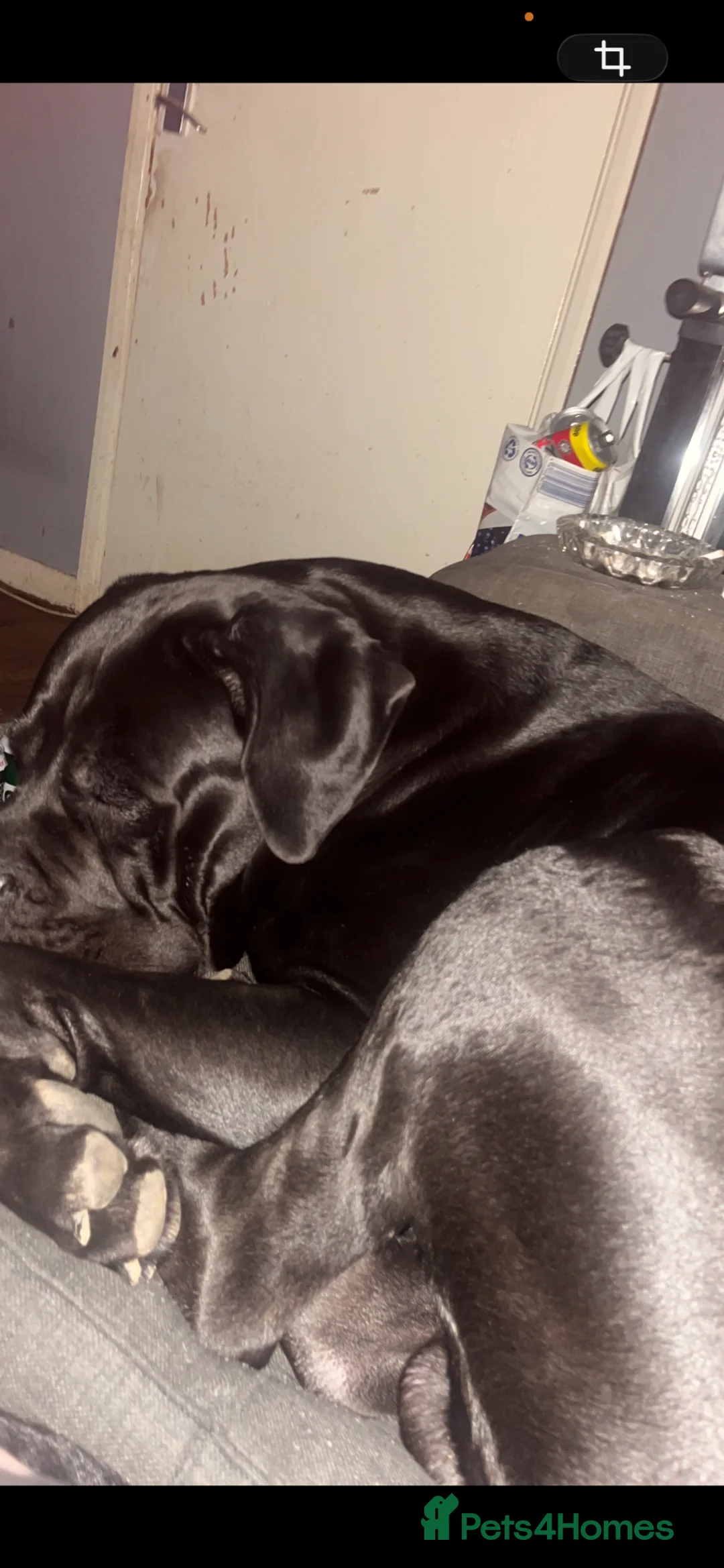 Cane Corso dogs for sale: Cane Corso - Advert 1
