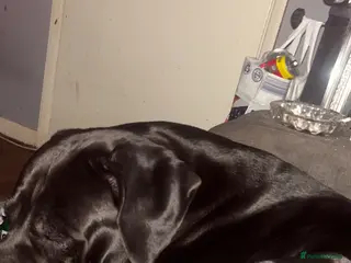 Cane Corso dogs Cane Corso - Advert 7