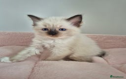 Ragdoll cats for sale: Ragdoll Kittens - Image 4