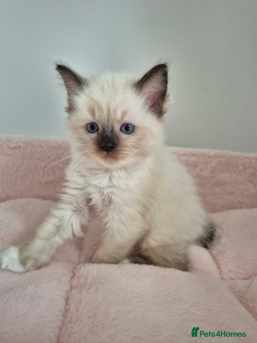 Ragdoll cats for sale: Ragdoll Kittens - Image 4