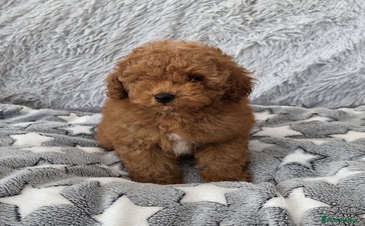 Toy Poodle dogs 💙Small kc registered red toy poodle💙 - Advert 8