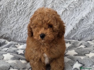 Toy Poodle dogs 💙Small kc registered red toy poodle💙 - Advert 4