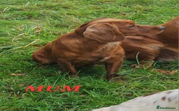 Cocker Spaniel dogs for sale: KC REGISTERED WORKING COCKERS - Image 5