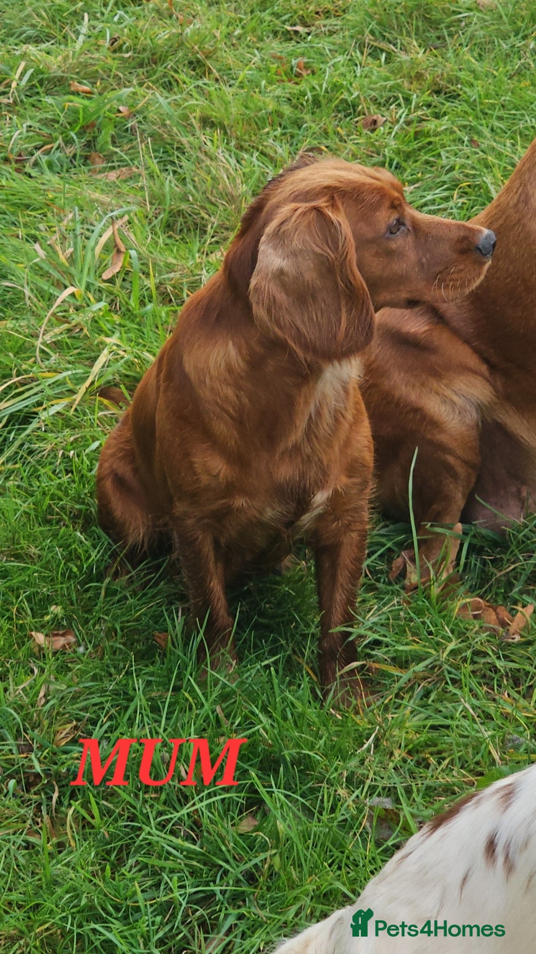 Cocker Spaniel dogs for sale: KC REGISTERED WORKING COCKERS - Image 5