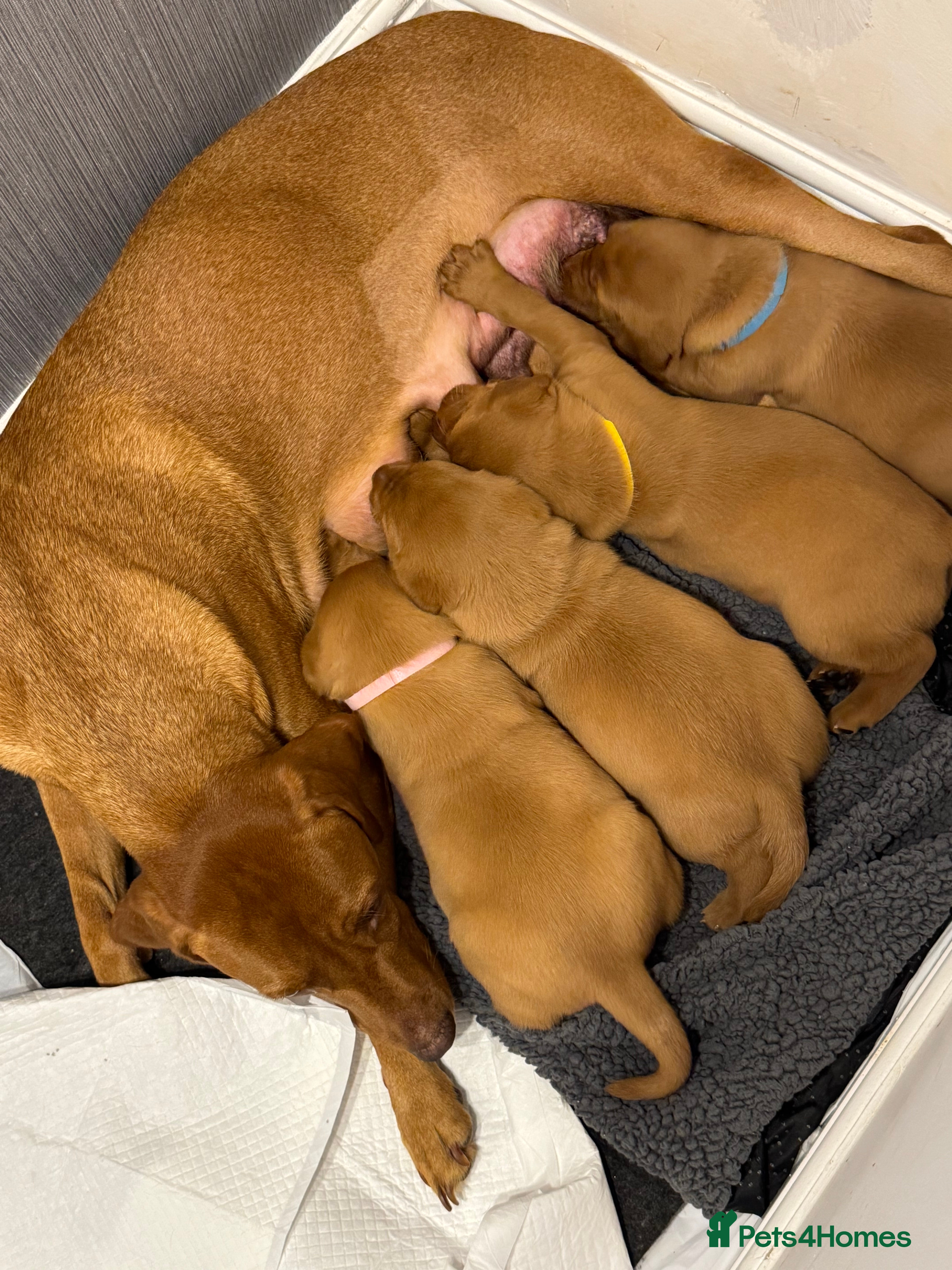 Labrador Retriever dogs KC registered fox red working Labrador puppies - Advert 1