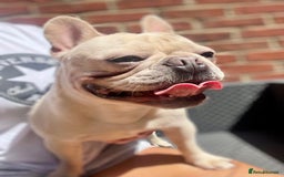French Bulldog dogs for stud: 🌟🔥LILAC PLATINUM KC REG FRENCH BULLDOG STUD🔥🌟 in Uxbridge - Image 16