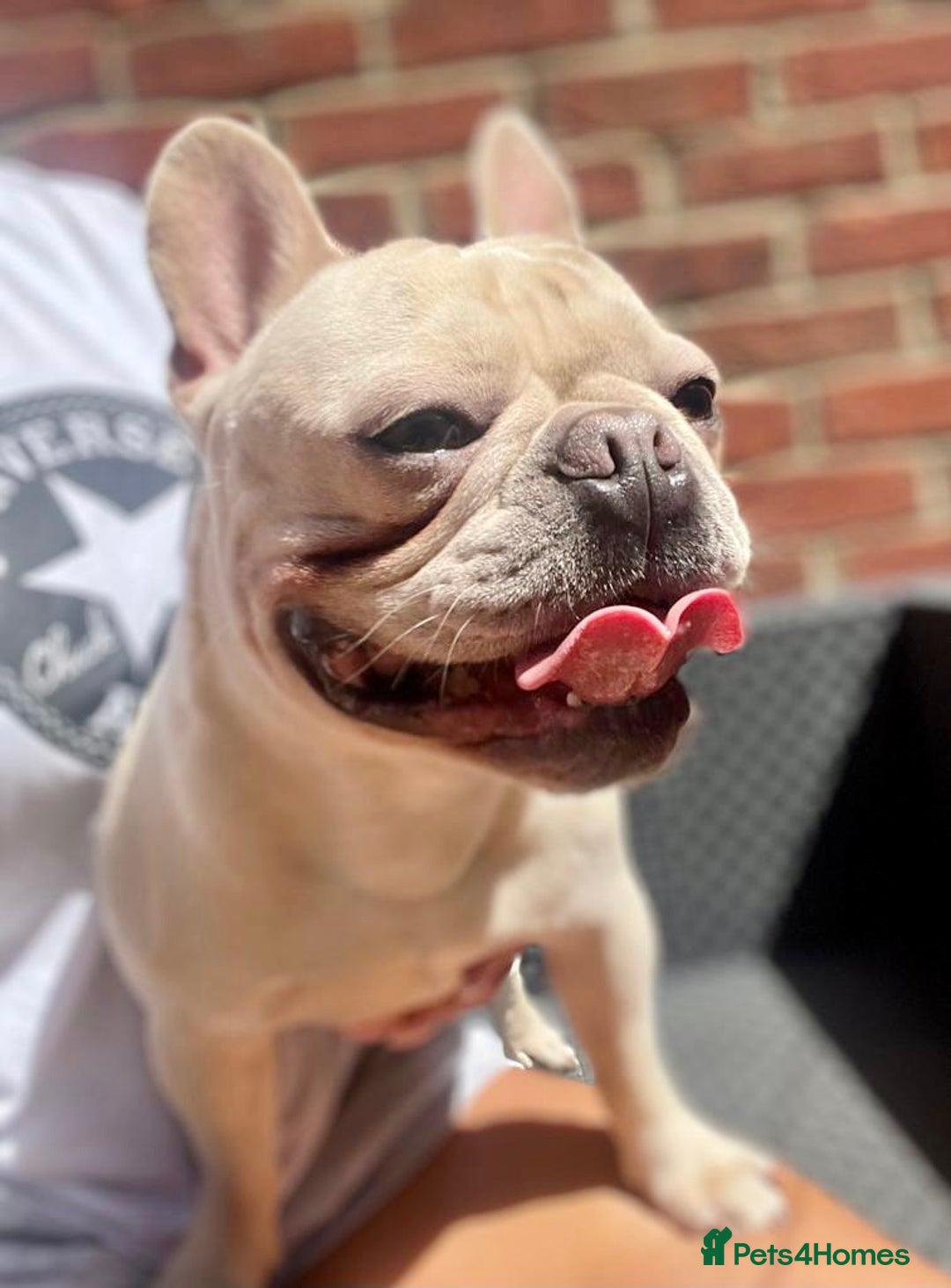 French Bulldog dogs for stud: 🌟🔥LILAC PLATINUM KC REG FRENCH BULLDOG STUD🔥🌟 in Uxbridge - Image 16