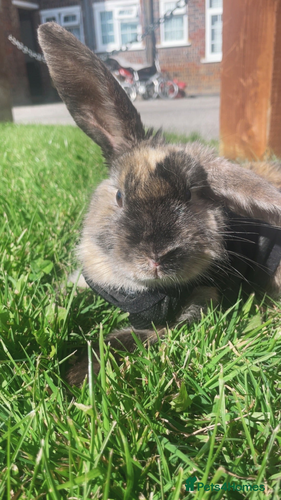 Harlequin rabbits 1 Year Old Lainey - Advert 3