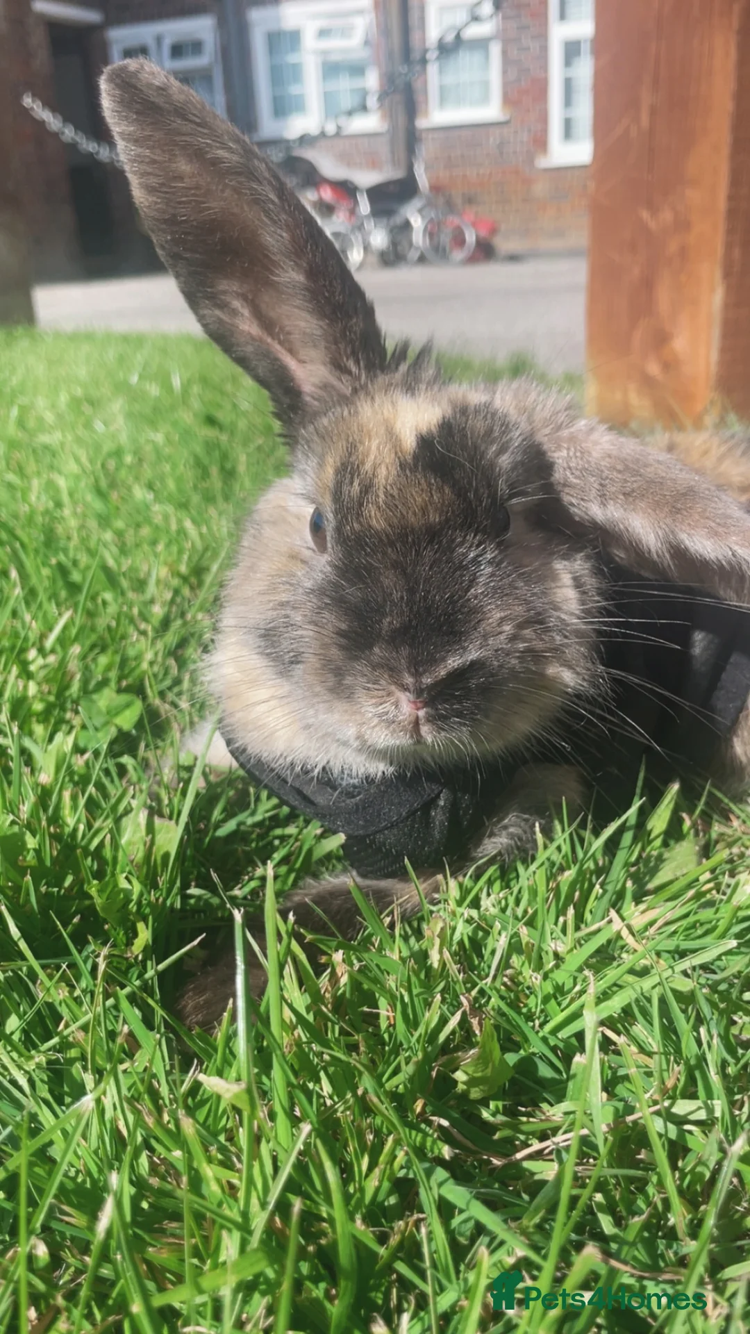 Harlequin rabbits for sale: 1 Year Old Lainey - Advert 1
