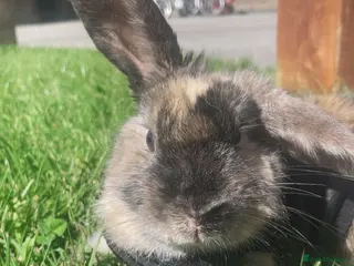 Harlequin rabbits 1 Year Old Lainey - Advert 16
