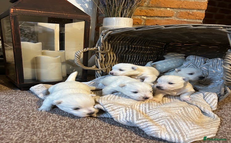 West Highland Terrier dogs - Advert 5