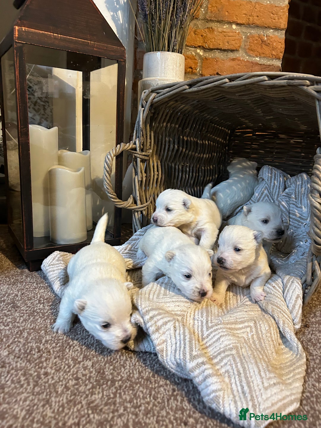 West Highland Terrier dogs for sale: BEAUTIFUL KC WESTIE PUPPIES - Advert 8