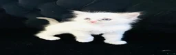 Ragdoll cats for sale: GCCF BEAUTIFUL RAGDOLL KITTENS  - Advert 28