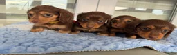 Miniature Dachshund dogs for sale: Kc Kaninchen dachshund weeny weeny  - Advert 20