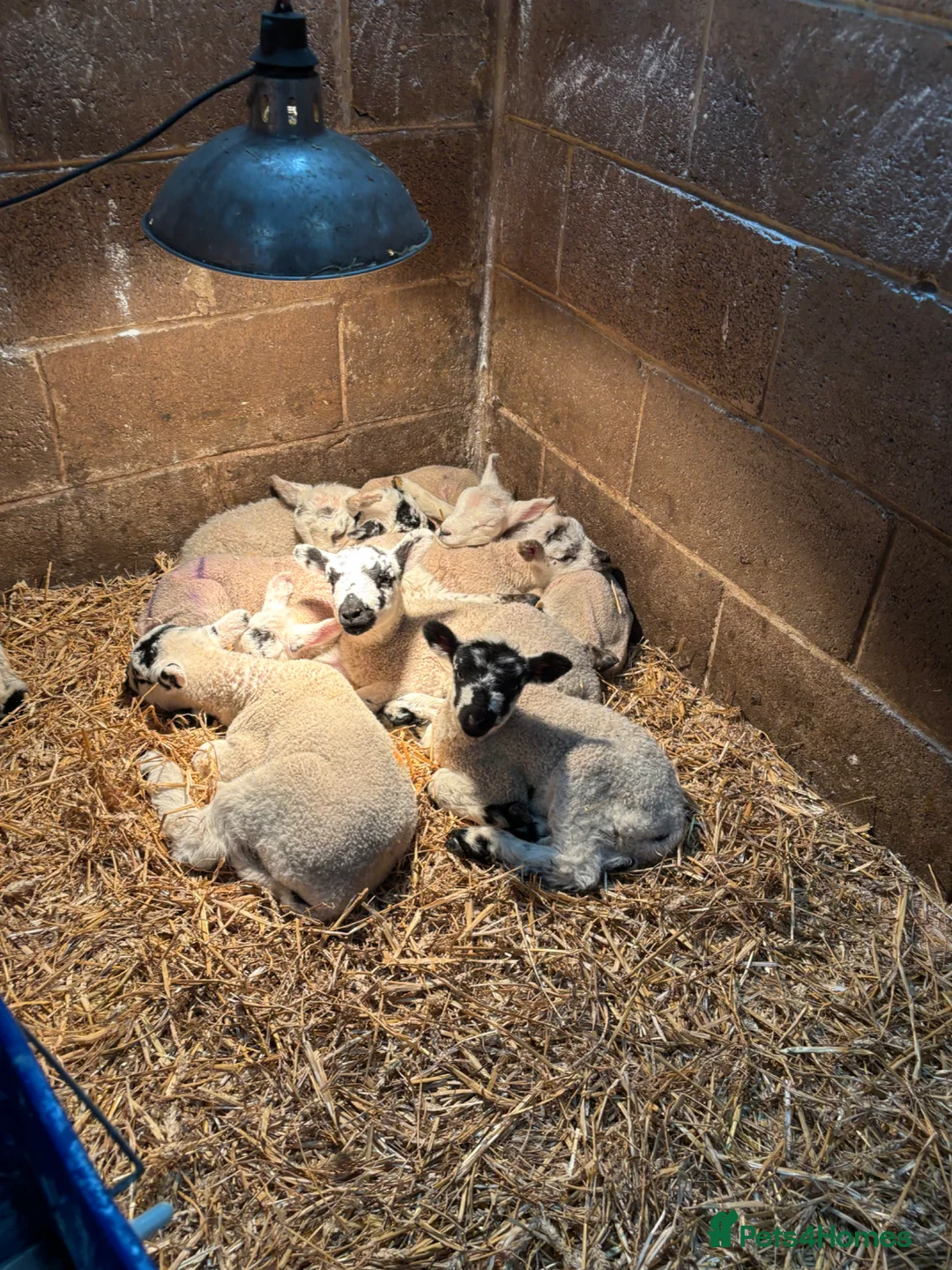 Sheep livestock for sale: Pet lambs for sale mules and texel x gimmer/wether in Bishop Auckland - Advert 2