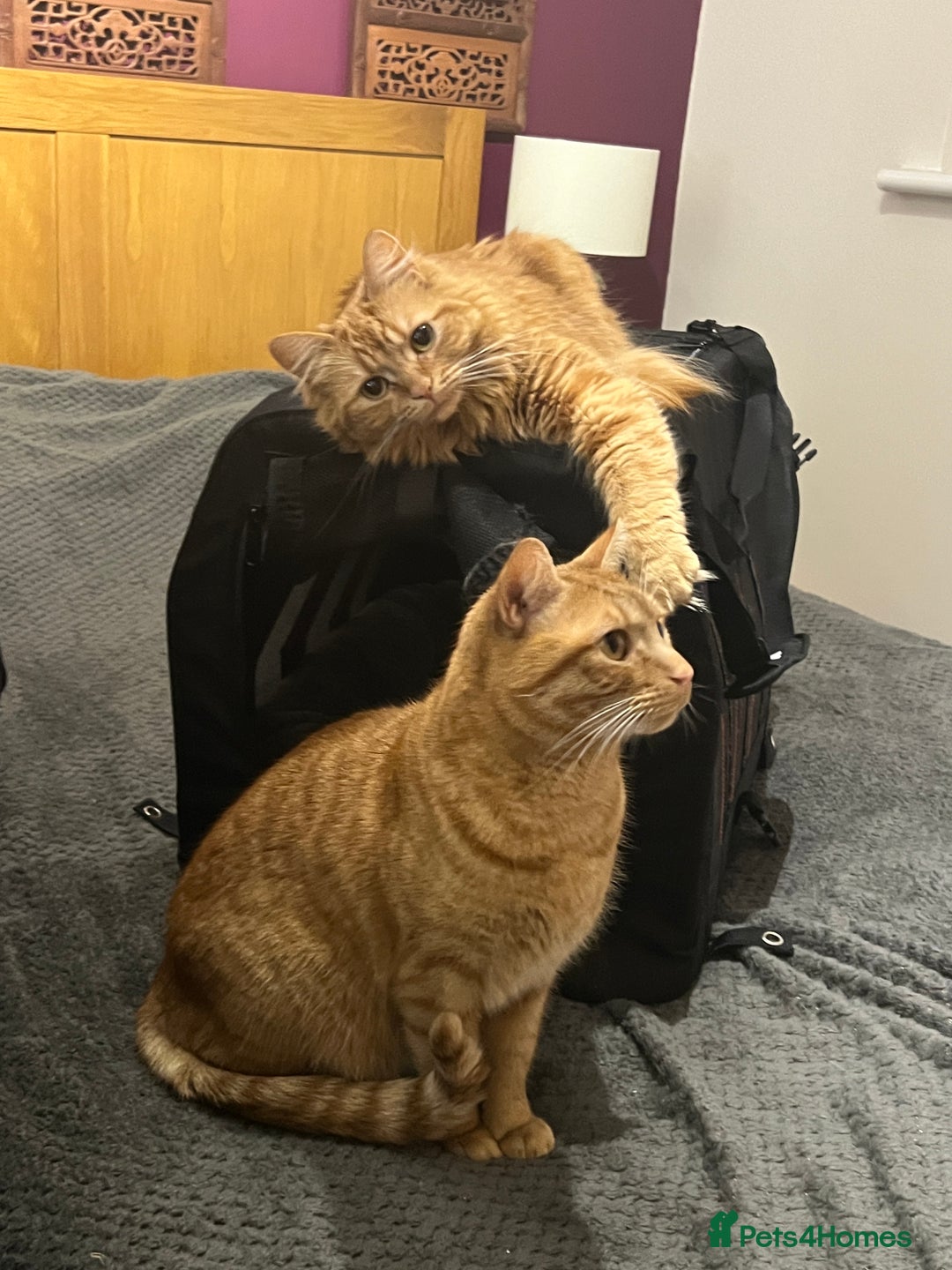 British Longhair cats for sale: Amber - British Semi Longhair - Image 2
