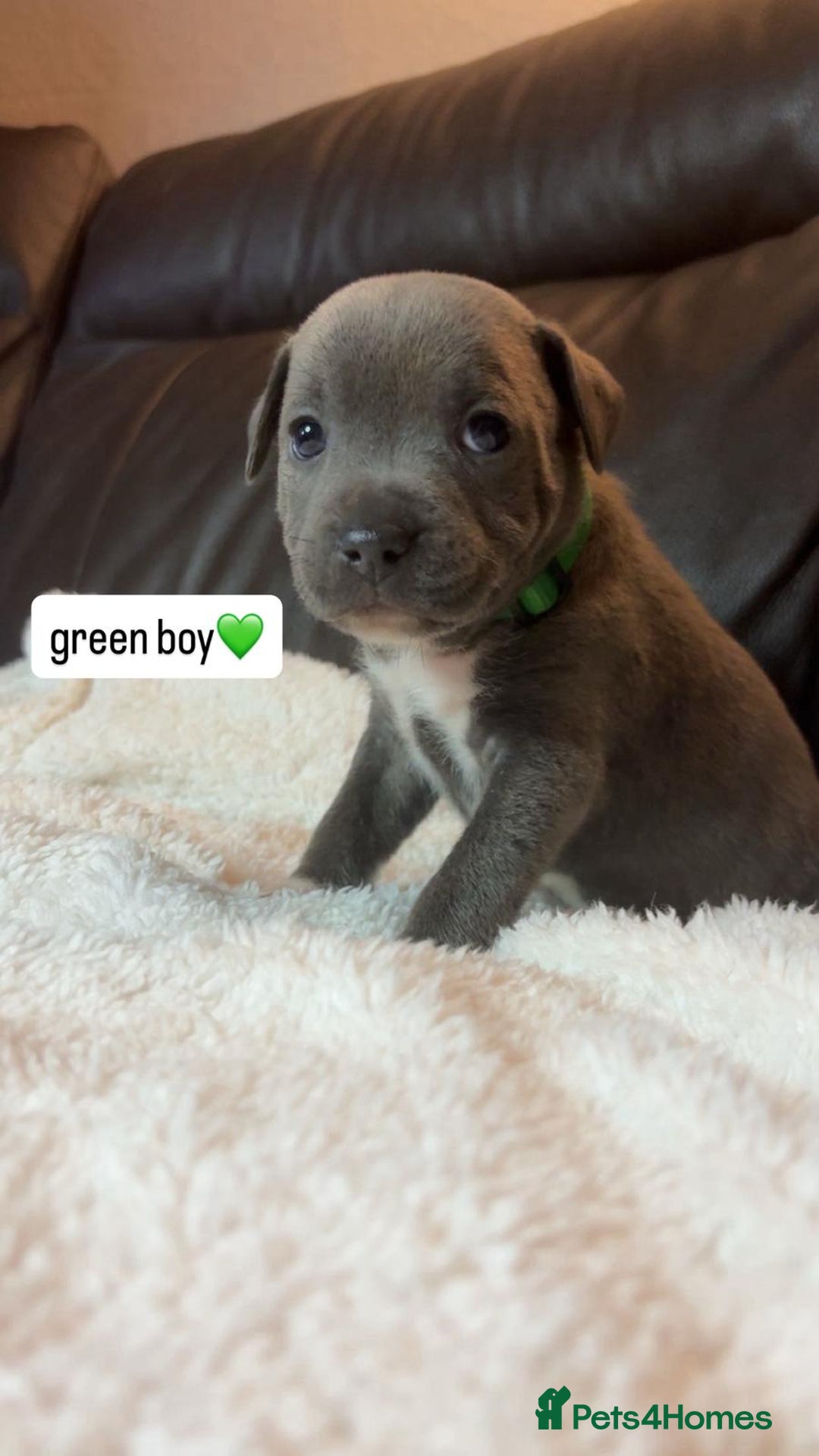 Staffordshire Bull Terrier dogs for sale: Eight gorgeous staffy puppies. - Advert 7