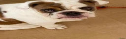 English Bulldog dogs for sale: 7 month old female english bulldog  - Advert 8