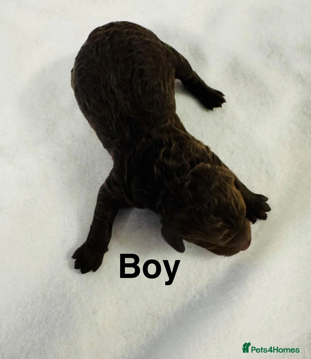 Cockapoo dogs for sale: DNA CLEAR,beautiful Cockapoos, Ready 5th November  - Advert 2