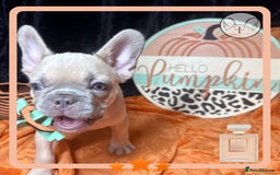 French Bulldog dogs for sale: Hello Pumpkin KC Frenchie Bulldogs A* Ready Soon! - Image 25
