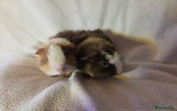 Guinea Pig rodents for sale: Pure breed Teddy Boys  - Image 5