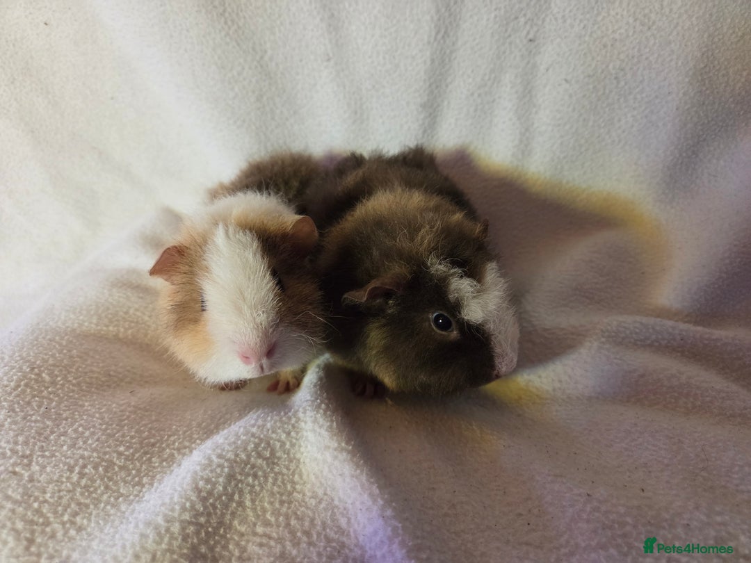 Guinea Pig rodents for sale: Pure breed Teddy Boys  - Image 5