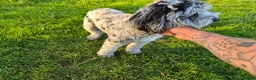 Cavapoo dogs for sale: 12 month old Cavapoo Male - Advert 2