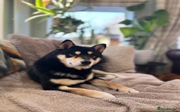 Japanese Shiba Inu dogs for sale: 	“Shiba Inu Puppies – Champion Pedigree, DNA Clear - Image 15