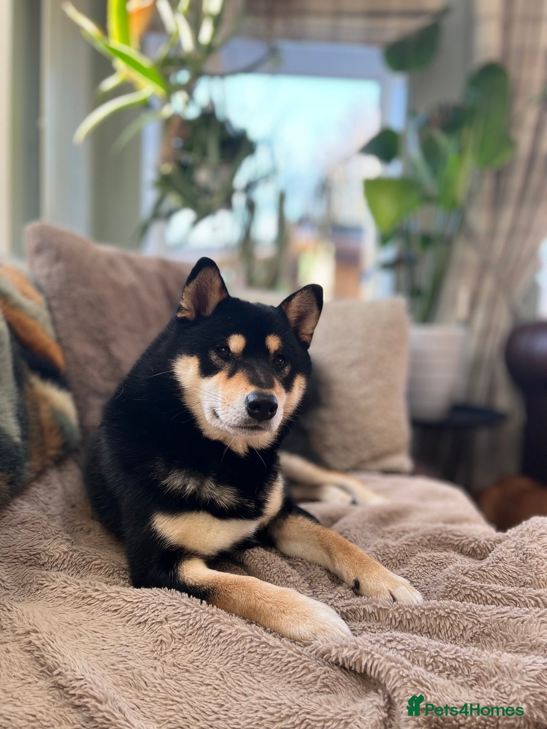 Japanese Shiba Inu dogs for sale: 	“Shiba Inu Puppies – Champion Pedigree, DNA Clear - Image 15