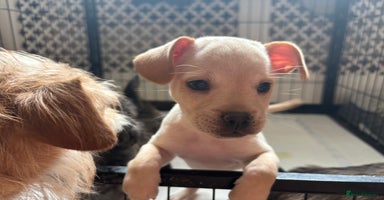 Mixed Breed dogs - Advert 6