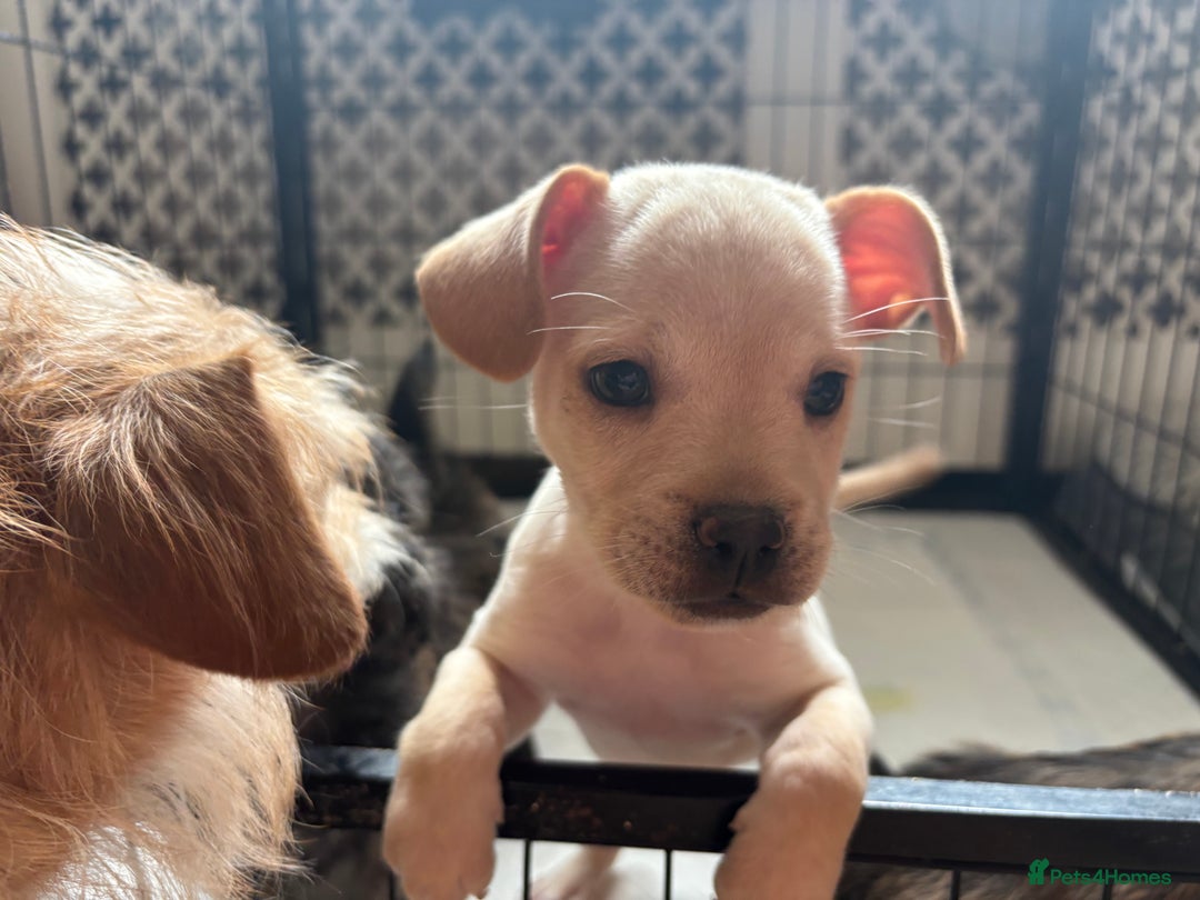 Mixed Breed dogs for sale: Fluffy Frenchie x Jackapoo  - Image 3
