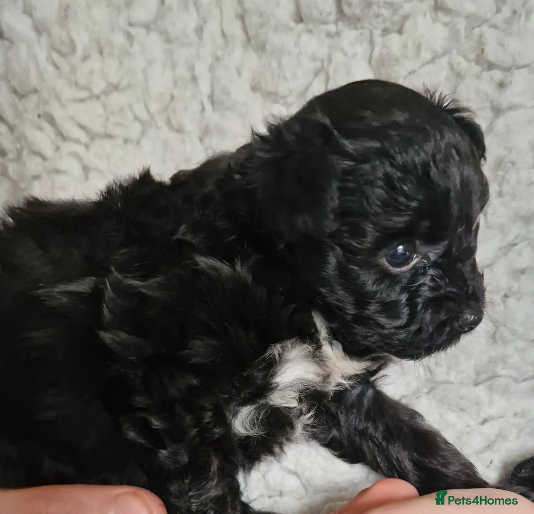 Mixed Breed dogs for sale: Papipoo puppies. DNA health tested parents  - Image 6