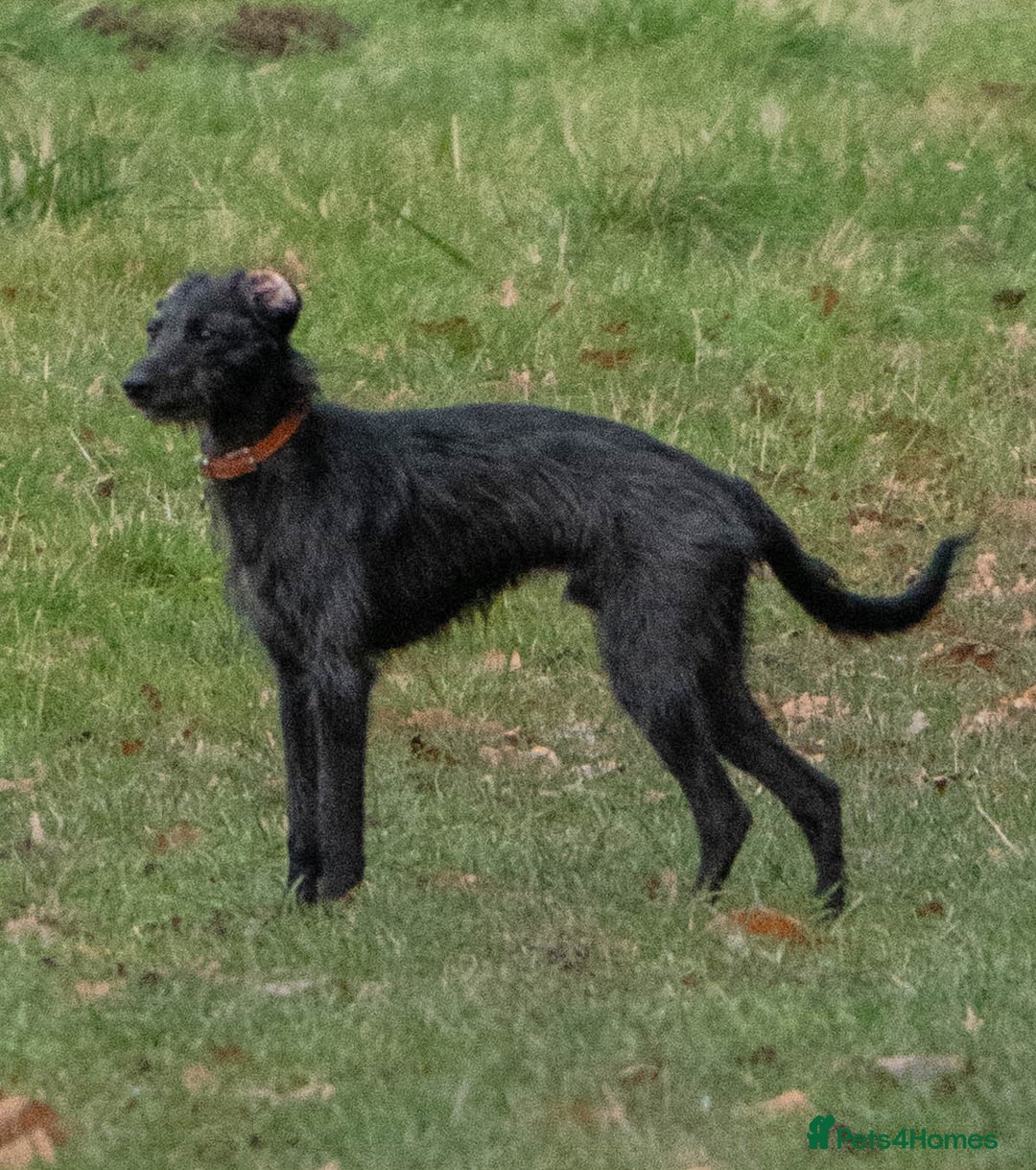 Whippet dogs for sale: Whippet Lurcher - Image 4